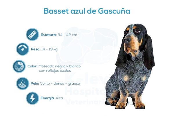 Basset azul de Gascu&ntilde;a