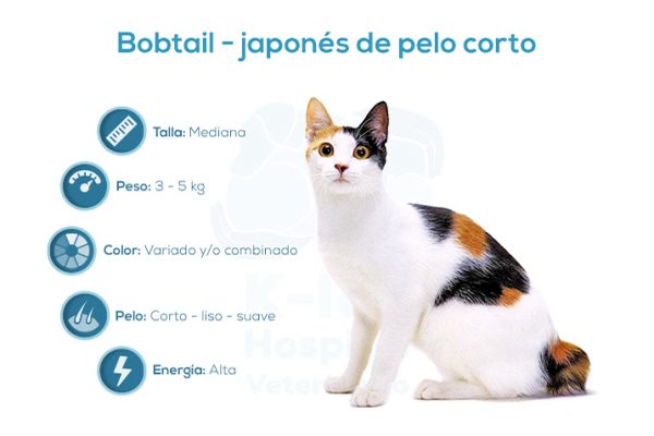 Bobtail – japonés de pelo corto