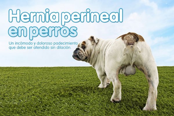 Hernia perineal en perros