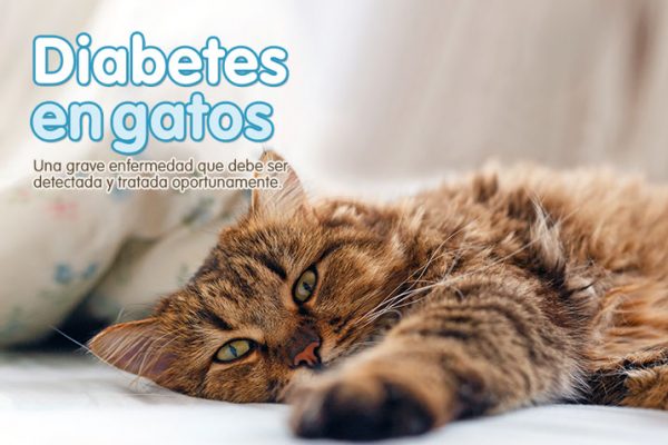 Diabetes en gatos