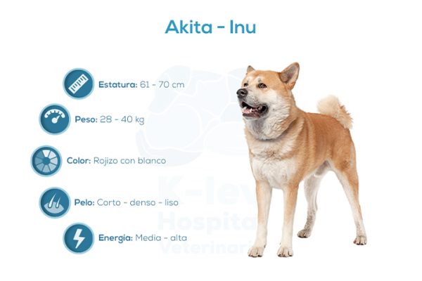 Akita – Inu