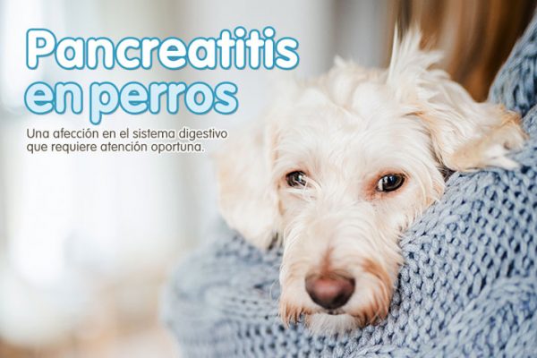 Pancreatitis en perros